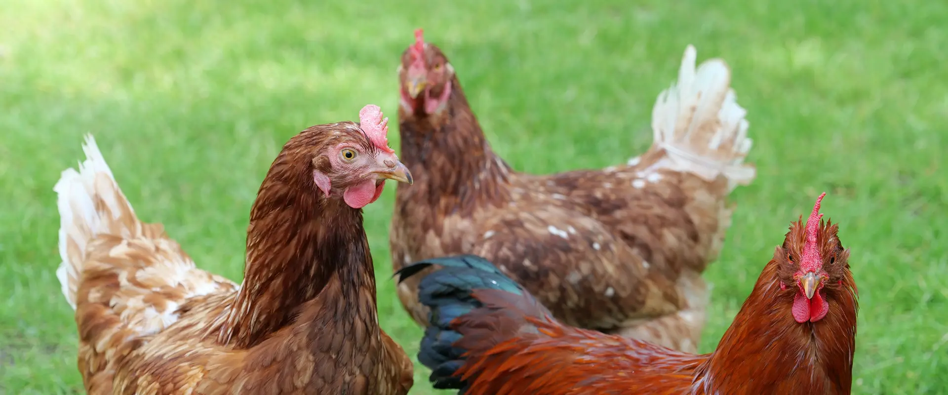 drei braue Hühner auf einer Wieder